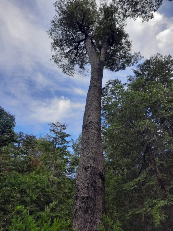 Trekking El Enladrillado – Image 9